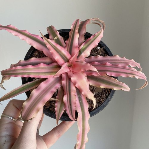 花与花器姬凤梨积水雨林缸微景观