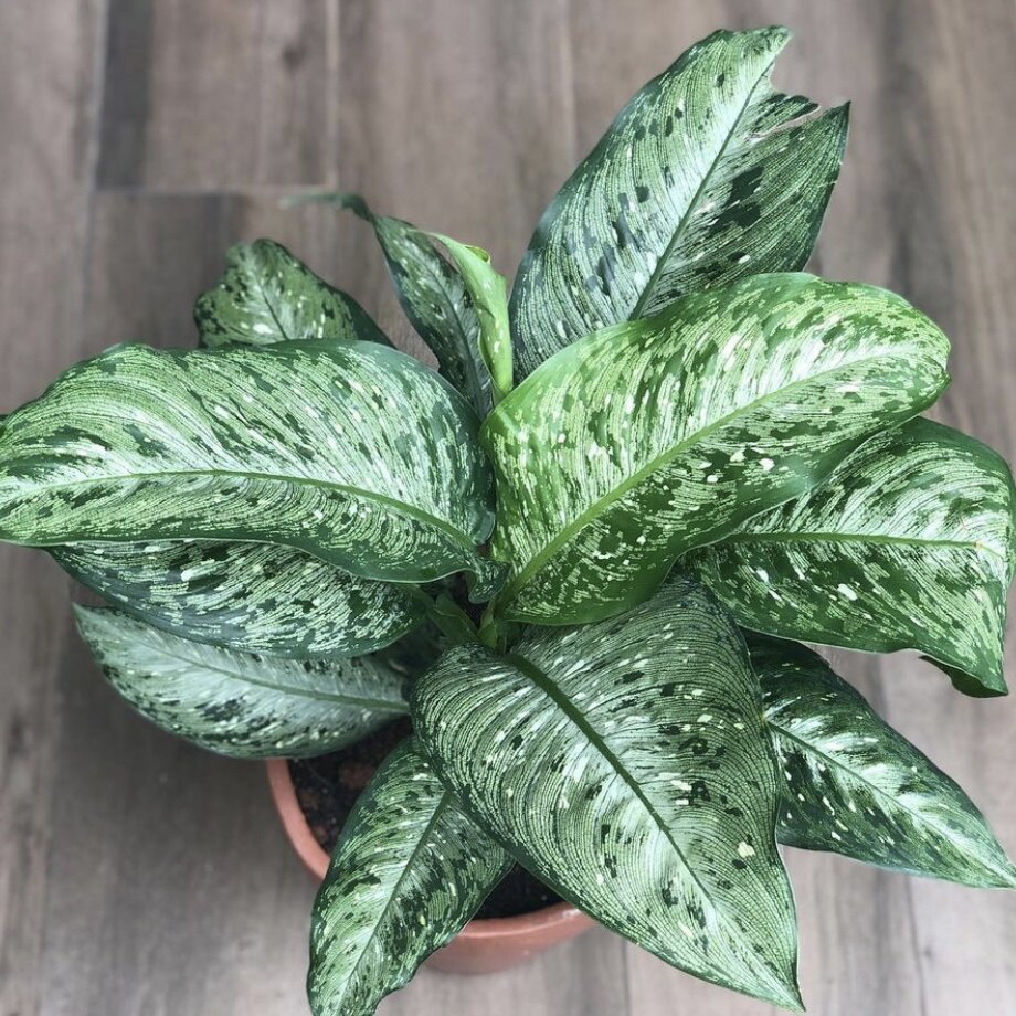 花与花器 莫奈万年青 星斑粗肋草 ins北欧室内耐阴耐旱绿植物盆栽