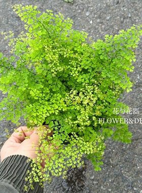 花与花器 雨霏铁线蕨 密叶铁线迷雾森林室内桌面绿植盆栽观叶植物