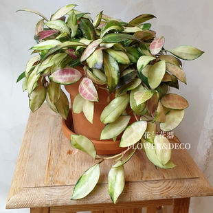 花与花器 瓦林内锦球兰 Hoya Walliniana Variegata垂吊爬藤绿植