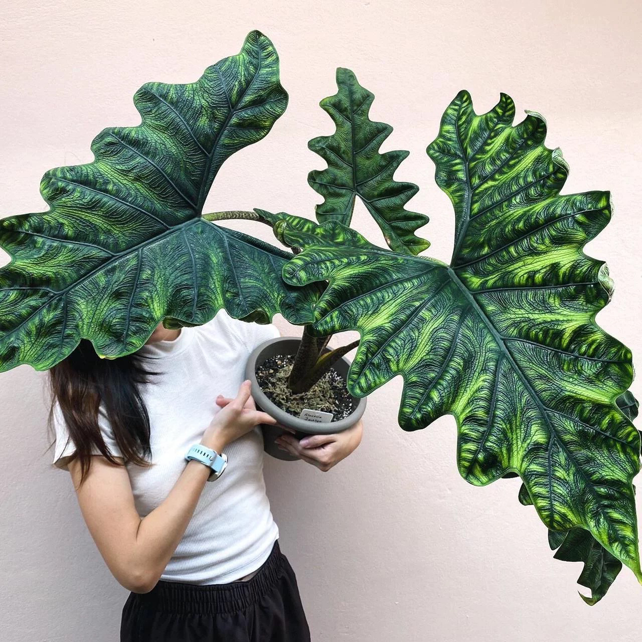 花与花器 大盆老桩杰克琳海芋 室内绿植观叶耐阴四季常青植物盆栽