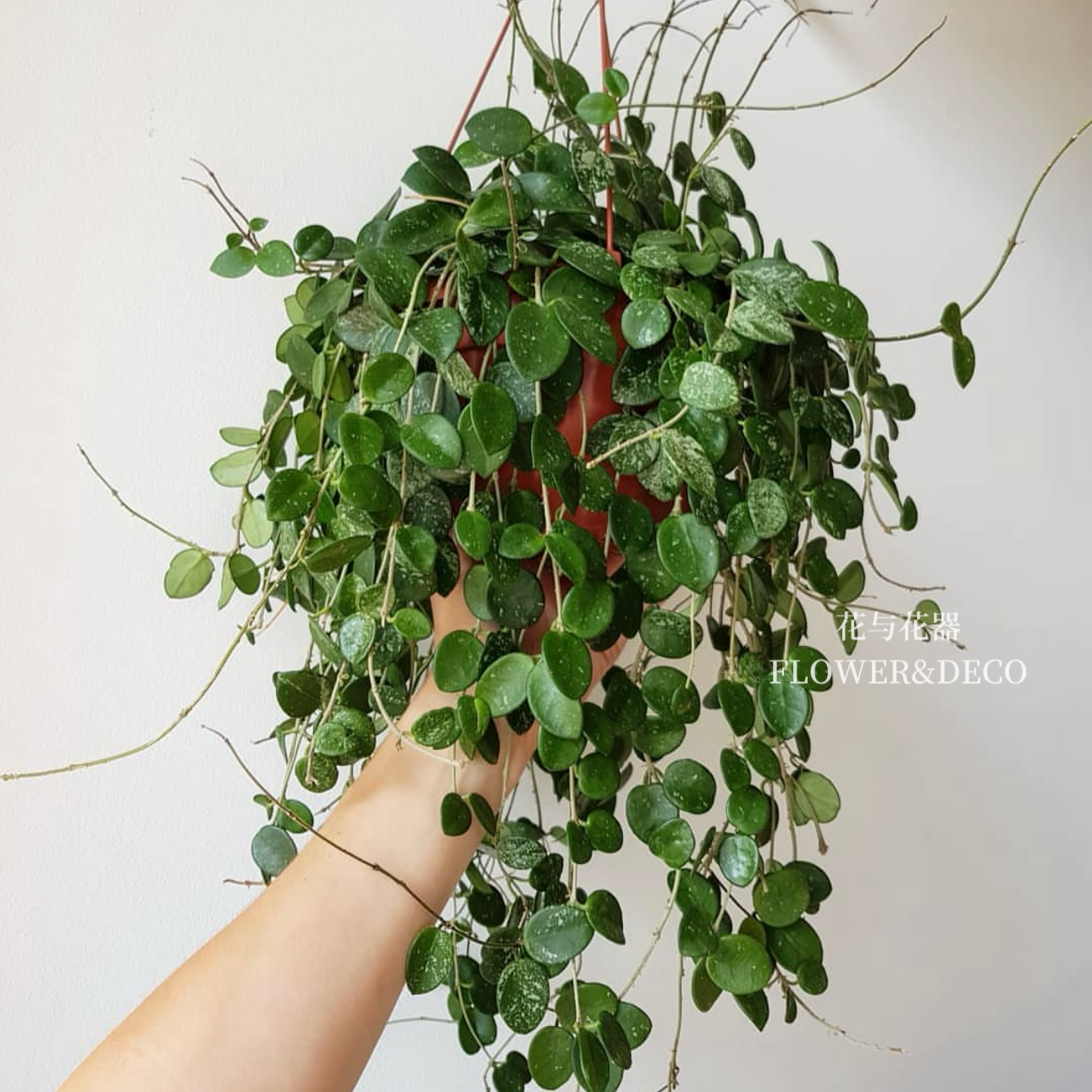 花与花器杂交匍匐球兰米切尔德高斑杂匍球兰室内阳台垂吊绿植盆栽