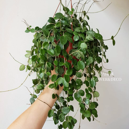 花与花器杂交匍匐球兰米切尔德高斑杂匍球兰室内阳台垂吊绿植盆栽