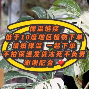 植物保温发货 5度以下需要保温