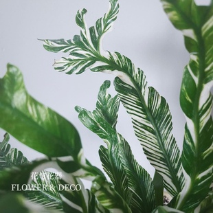 花與花器 錦化植物陽臺室內(nèi)綠植物盆栽 白月光鳥巢蕨 白錦鳥巢蕨