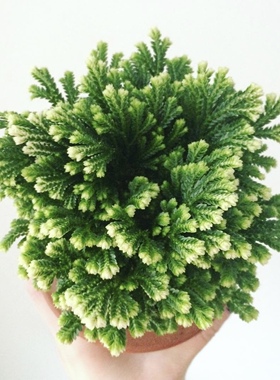 花与花器 卷柏 荧光珊瑚蕨类耐阴耐旱花卉植物微型盆景水培盆栽
