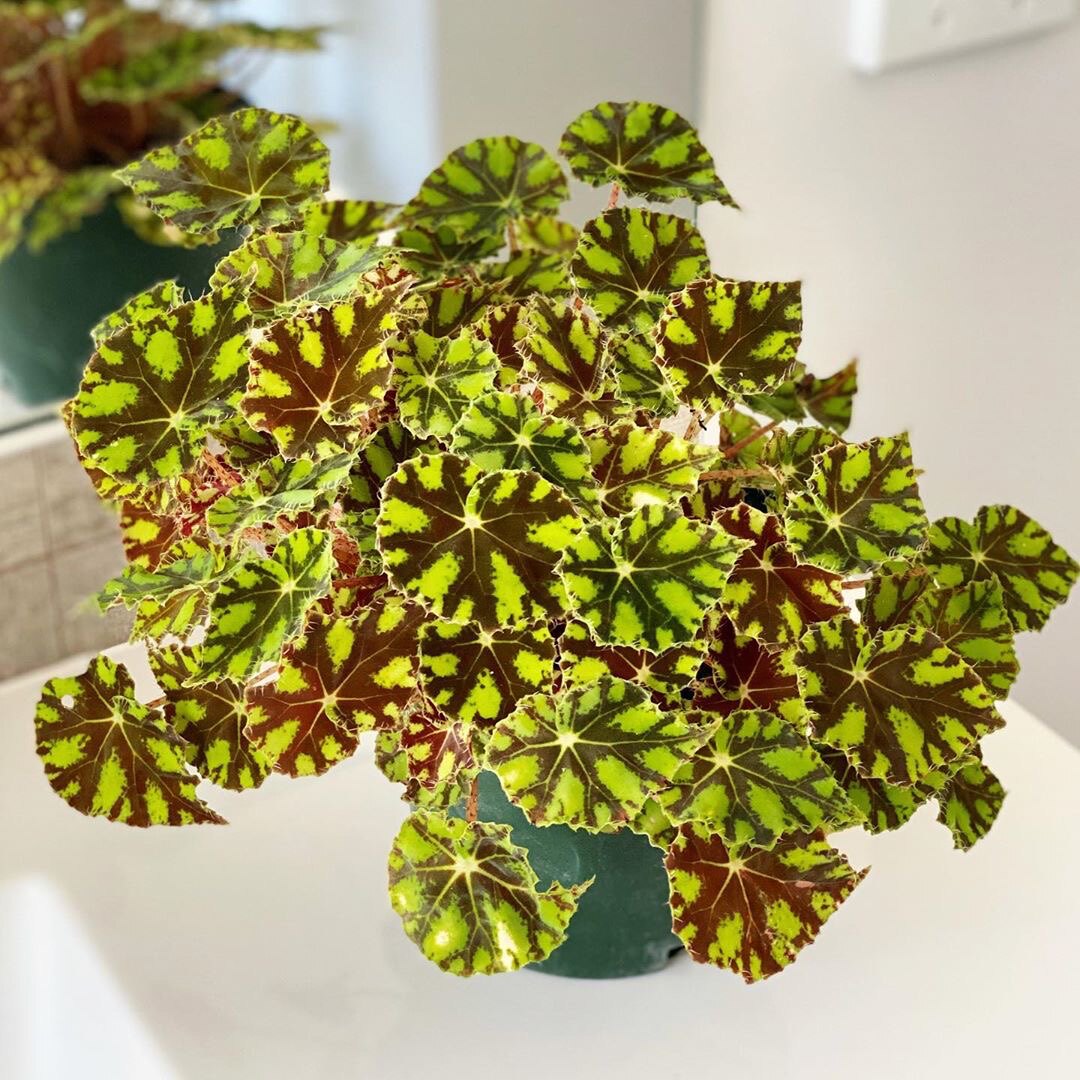 花与花器 虎斑秋海棠 ins风办公桌面室内耐阴小盆栽花卉绿植好养