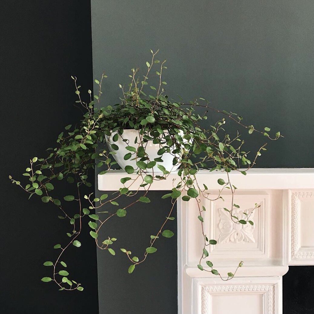 花与花器 千叶兰 多年生藤蔓吊兰阳台庭院绿化垂吊绿植物耐寒盆栽