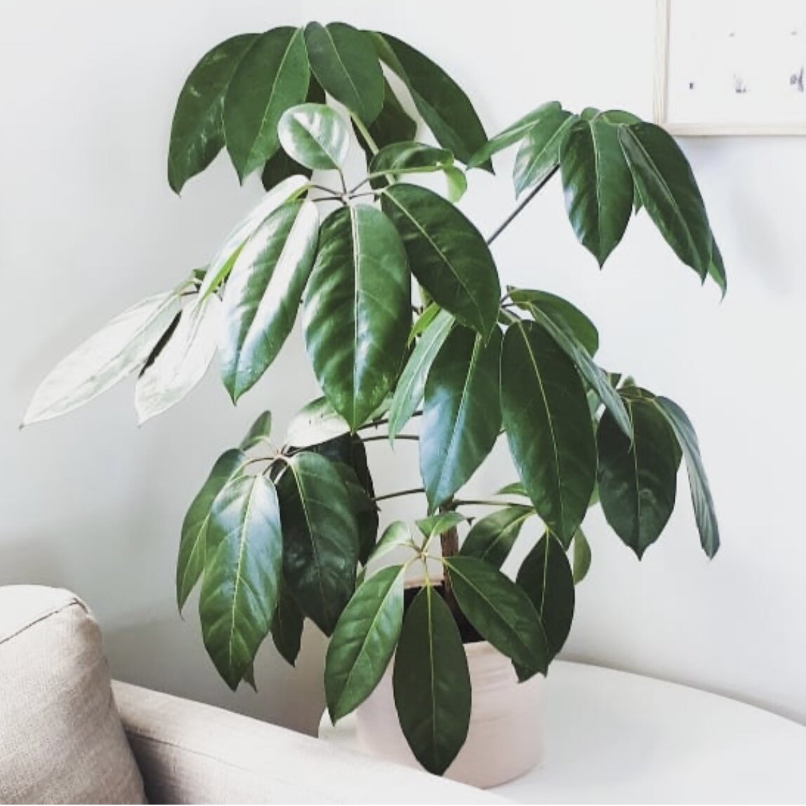 花与花器 大叶伞阿尔卑斯 黄金鹅掌木保罗新品室内网红绿植物盆栽