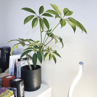 日本大葉傘保羅盆栽 花與花器 ins風室內(nèi)耐陰綠植物凈化空氣好養(yǎng)