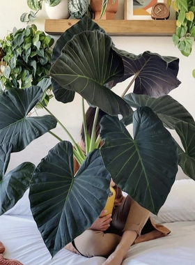 花与花器 帝王盾海芋 室内热植荧光叶面高级好养观叶大型叶绿植物