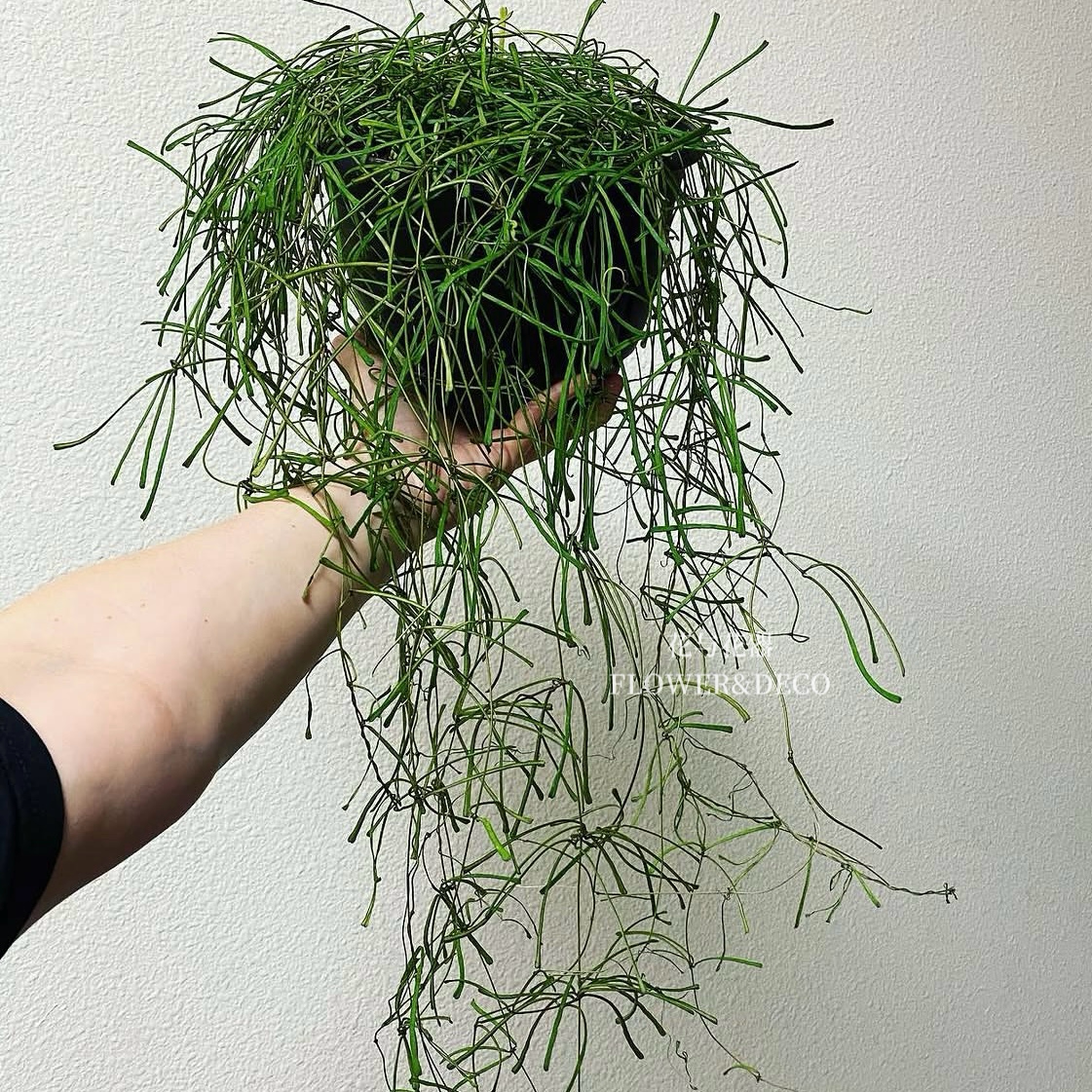 花与花器 断叶球兰 Hoya retusa 耐阴耐热垂吊开花绿植物盆栽好养
