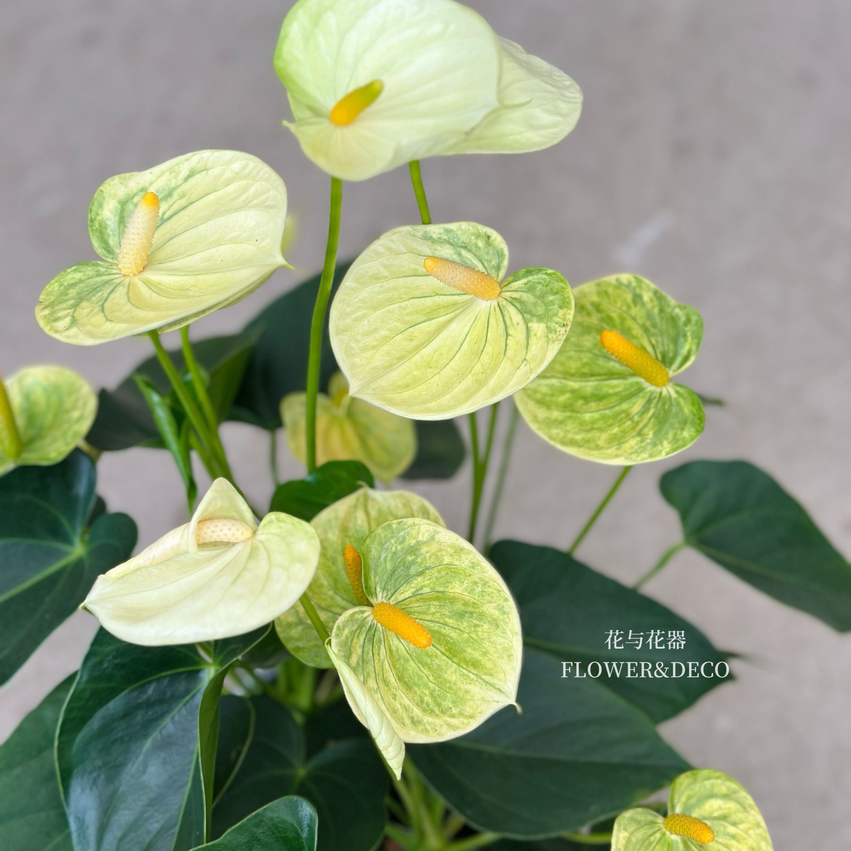 花与花器 婉尼拉黄掌 绿掌红掌盆栽进口彩掌花卉绿植耐阴室内盆栽