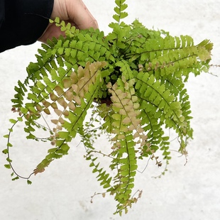 花与花器 曼舞铁线蕨 柔情银币飞雪铁线蕨类植物室内垂吊耐阴盆栽