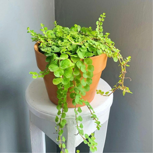 花与花器 金叶过路黄 垂吊兰绿植物观叶阳台组合盆栽庭院地栽耐寒