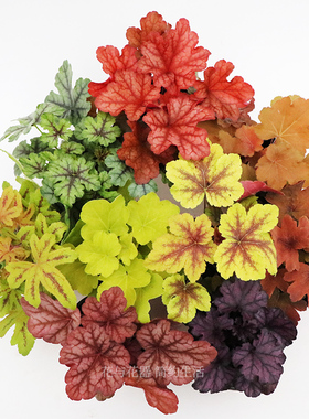 花与花器 矾根观叶植物大小苗组合盆栽 阳台花园室内耐寒绿植花卉
