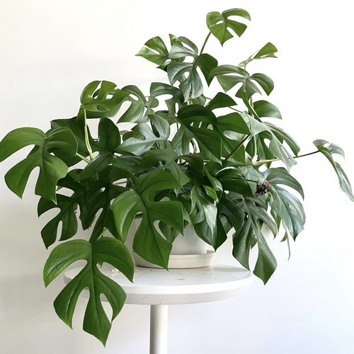 花与花器 姬龟背 RhaphidophoraTetrasp迷你龟背竹  室内绿植盆栽