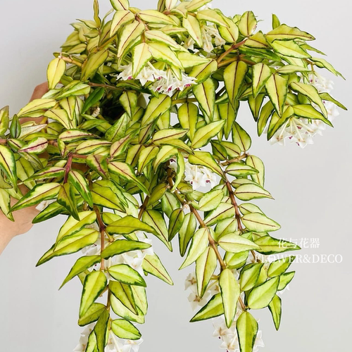 花与花器 贝拉内锦球兰 Hoya bella 室内外垂吊爬藤绿植花卉盆栽