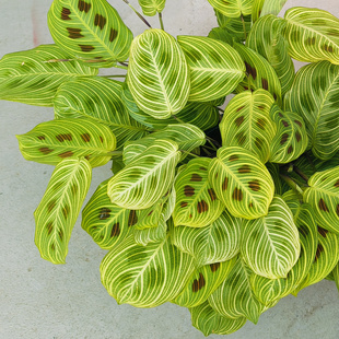 金丝叶蝉竹芋金脉白脉叶蝉竹芋新品荷兰进口室内喜阴盆栽绿植花卉
