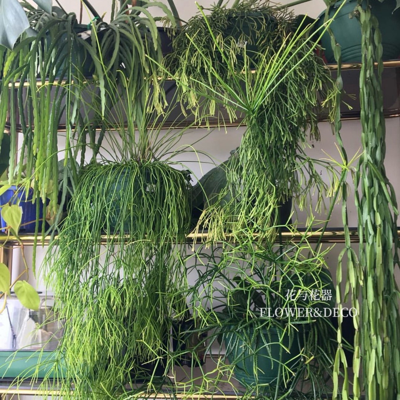 花与花器 丝苇合集 喀秋莎玻利维亚孔雀翎室内垂吊兰绿植盆栽吊篮图片