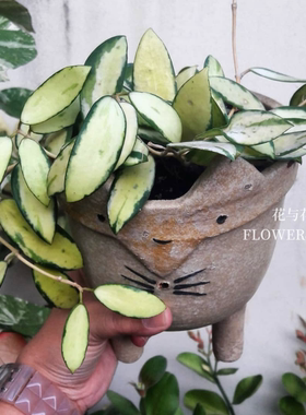 花与花器 小叶寄生内锦球兰 Hoya parasitica variegata绿植盆栽