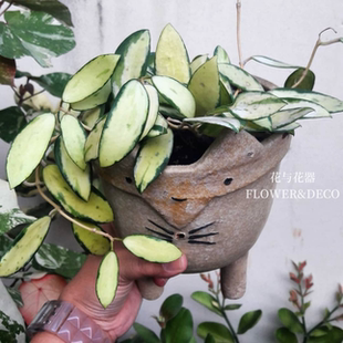 花与花器 小叶寄生内锦球兰 Hoya parasitica variegata绿植盆栽