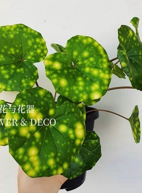 花与花器 大吴风草萤火虫之光 浮云锦耐阴耐寒多年生花园盆栽绿植