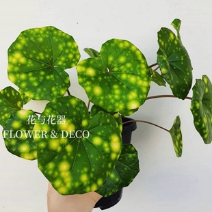 花与花器 大吴风草萤火虫之光 浮云锦耐阴耐寒多年生花园盆栽绿植