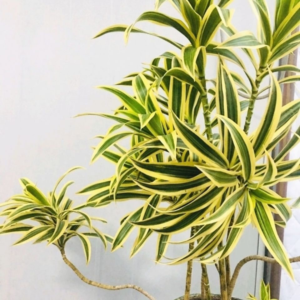 花与花器 金边百合竹 金心百合竹室内阳台桌面花卉绿植物盆栽包邮