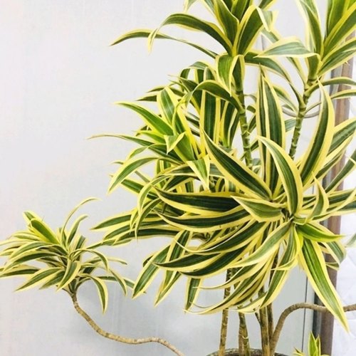 花与花器 金边百合竹 金心百合竹室内阳台桌面花卉绿植物盆栽包邮
