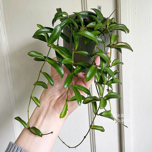 花与花器 sp2球兰 Hoya sp2 zambales 室内可爱垂吊爬藤绿植盆栽