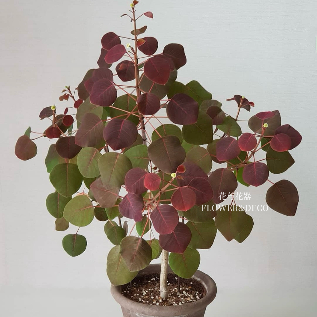 花与花器 紫锦木 紫棉木俏黄栌室内外庭院多年生观叶绿植盆栽花卉