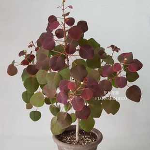 花与花器 紫锦木 紫棉木俏黄栌室内外庭院多年生观叶绿植盆栽花卉