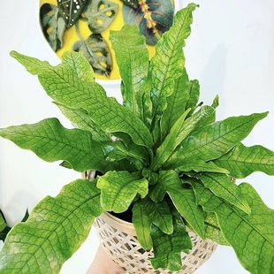 花与花器 新品 蛇皮蕨 鳄鱼蕨 鸟巢蕨类植物室内耐阴耐旱绿植盆栽