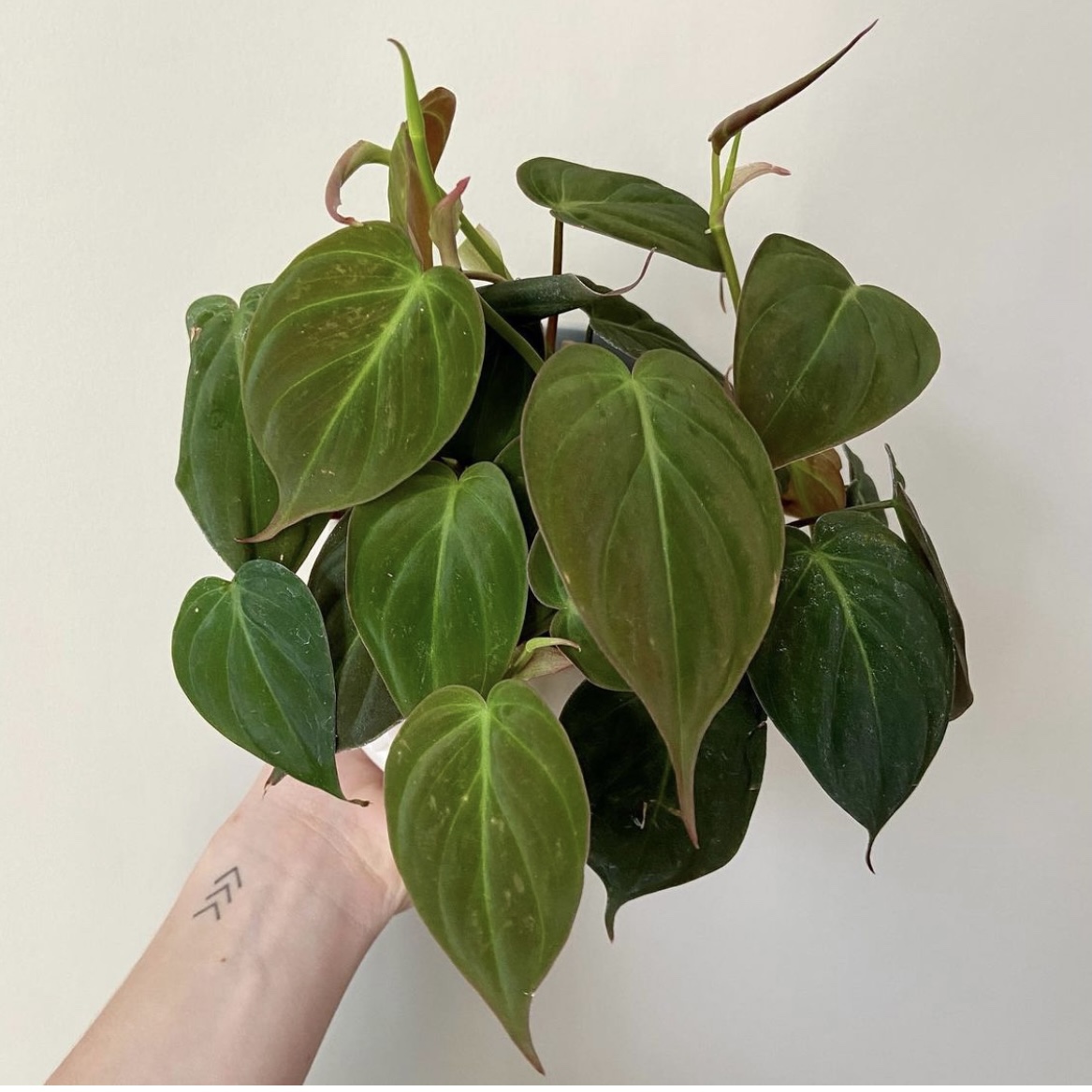 花与花器 云母蔓绿绒 ins网红热带进口观叶绿植物 室内外阳台盆栽