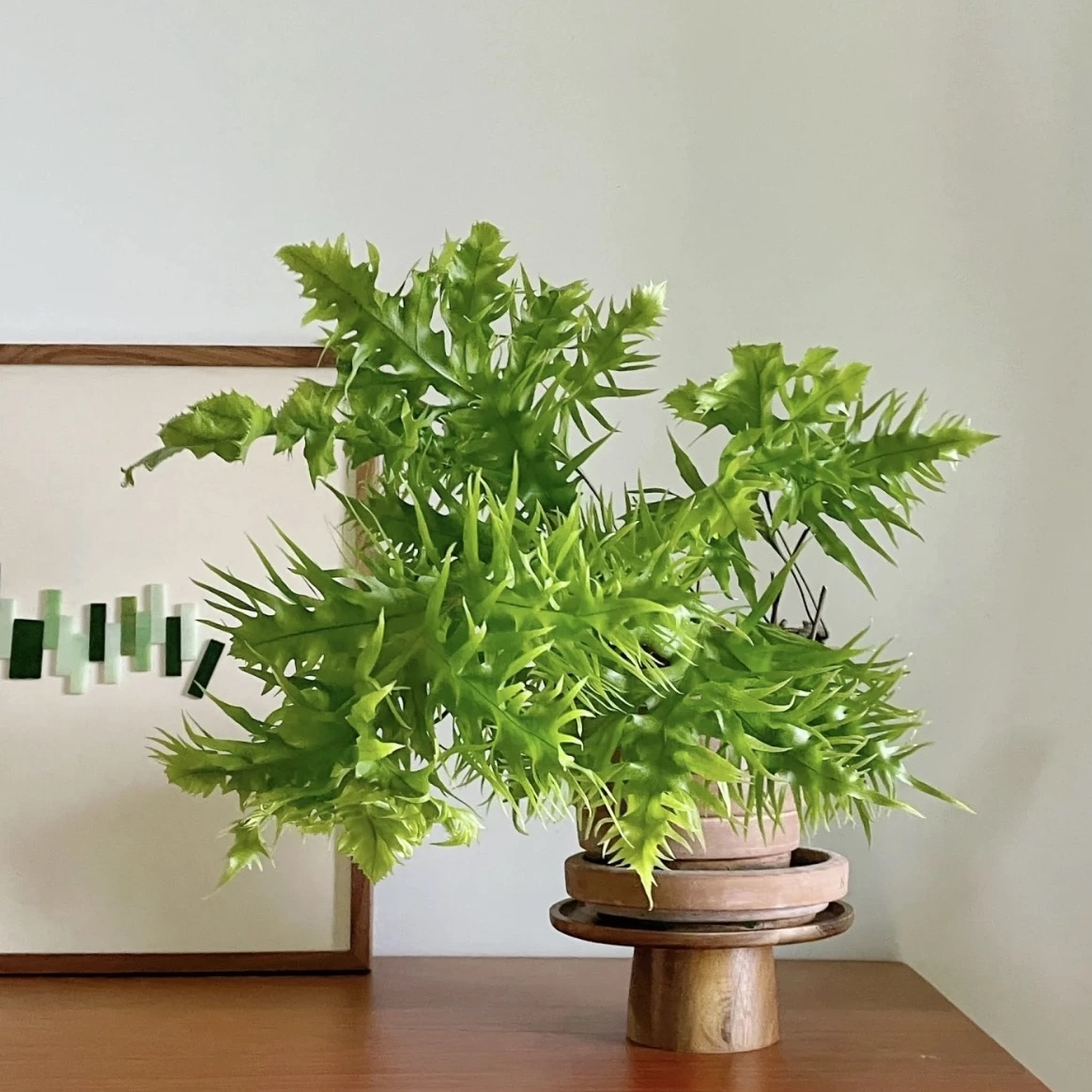 花与花器 泰国羽毛蕨 缀化蕨 缀化星蕨类植物 室内盆栽板植常绿植