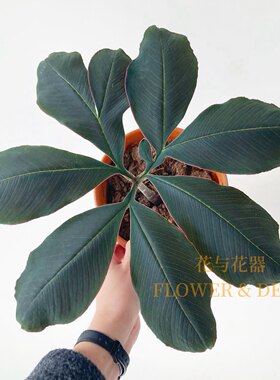 花与花器 粉脉魔芋百合巫魔芋蛊百合室内盆栽耐旱好养小众植物