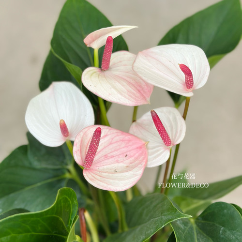 花与花器 彩掌初恋 白熊 红掌白掌 粉白色室内客厅绿植盆栽花卉