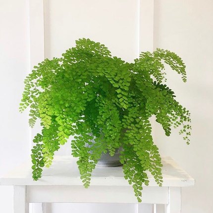 花与花器 飞雪铁线蕨 扇叶柔情迷雾铁线蕨类植物耐阴耐寒绿植盆栽