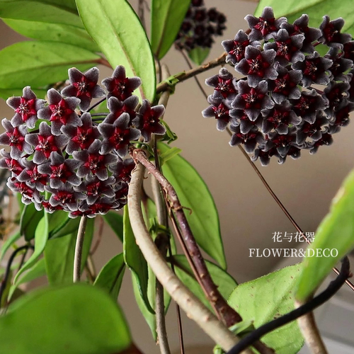花与花器 黑巴顿球兰 Hoya Pubicalyx Black Button 室内绿植盆栽