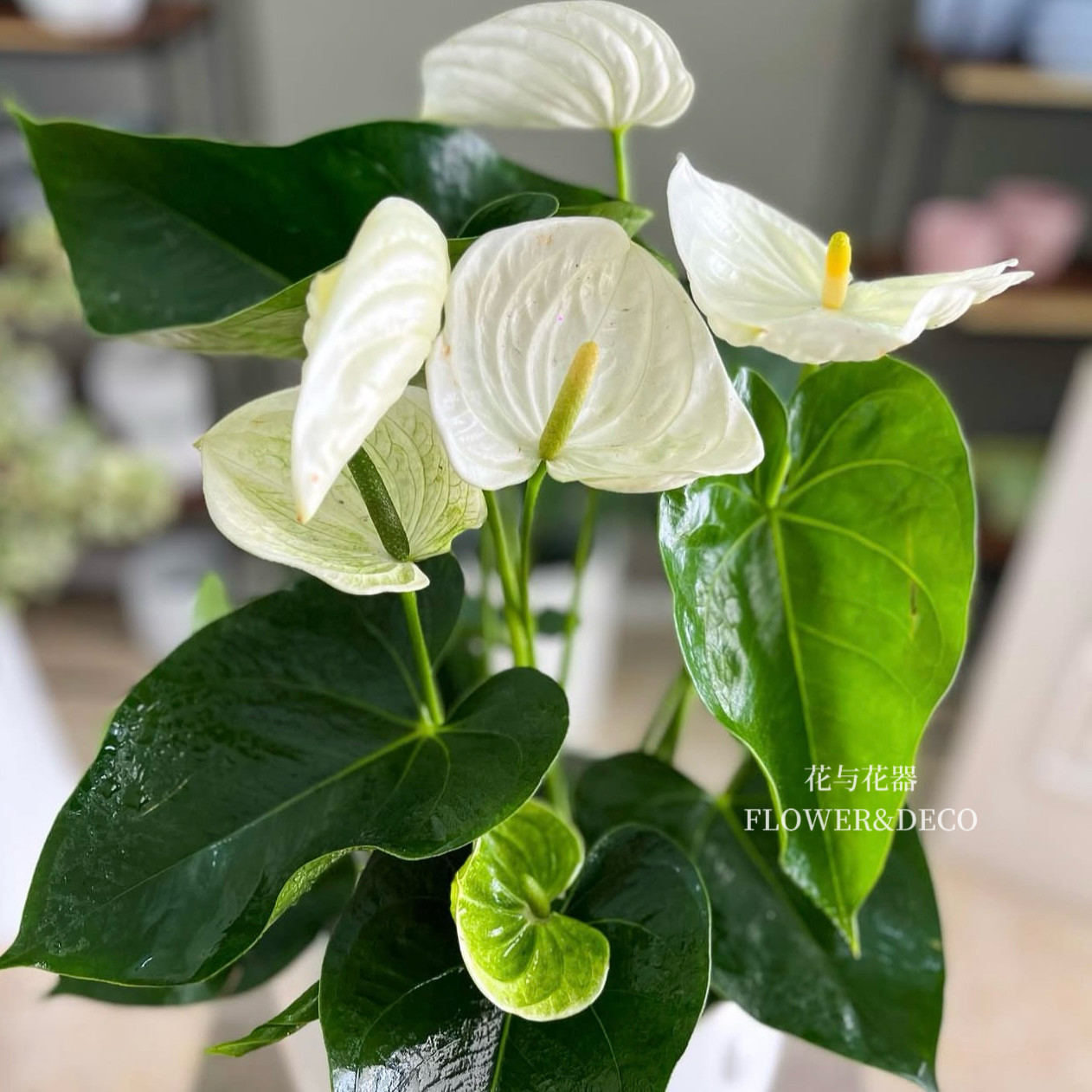 花与花器 白掌 彩掌 红掌 萨莫拉大花烛室内客厅花卉绿植物盆栽 - 实物图