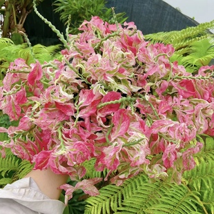 花與花器 室內(nèi)陽(yáng)臺(tái)桌面耐旱綠植物盆栽庭院耐寒 新品 卷葉紅雀珊瑚