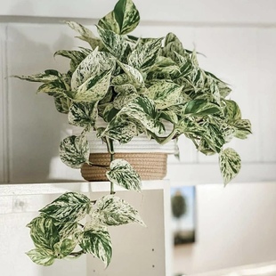 花与花器 快乐叶子白金葛绿萝室内垂吊耐阴绿植物盆栽 大理石皇后