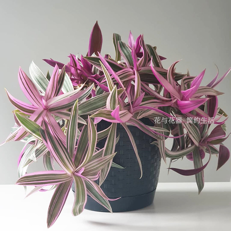 花与花器 紫锦兰 彩虹蚌兰室内净化空气耐旱彩叶植物四季常青盆栽