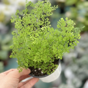 花与花器正品迷雾森林铁线蕨极小叶品种绿植盆栽观叶蕨类植物喜阴