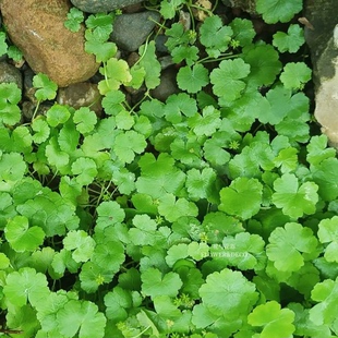 花与花器 天胡荽 铺地锦破铜钱室内观叶绿植盆栽雨林缸微景观水草