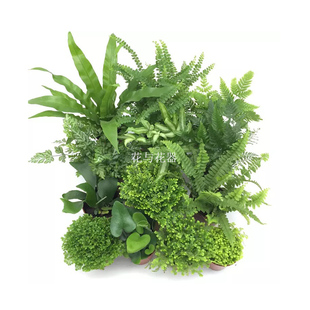蕨類植物合集鐵線蕨波斯頓腎蕨 花與花器 喜陰耐寒綠植小盆栽組盆