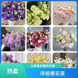 云南洋桔梗花苗易活开花快四季开花阳台庭院室内室外易种基地直发