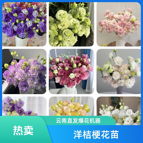 洋桔梗穴盘苗大花重瓣多年生