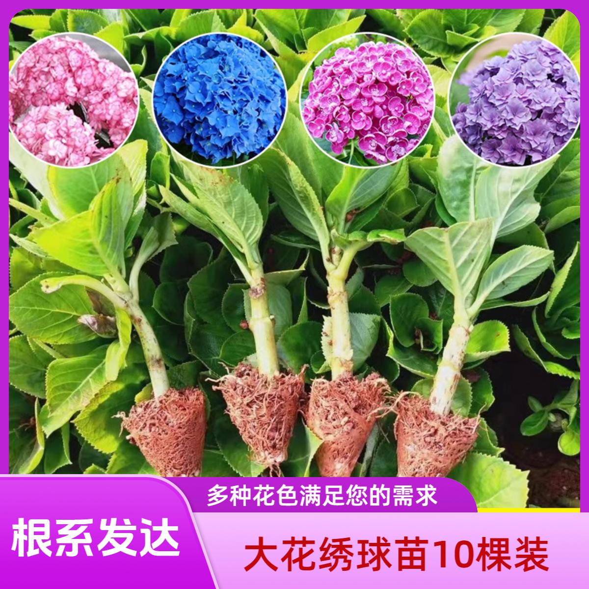 绣球大花苗 多色稀有三和千鸟 阳台庭院盆栽八仙花无尽夏云南直发
